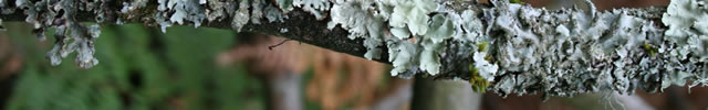 tree fungus